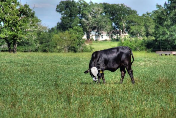 Grimes County Ranch: FM 3090 & CR 306, Anderson, TX 77830